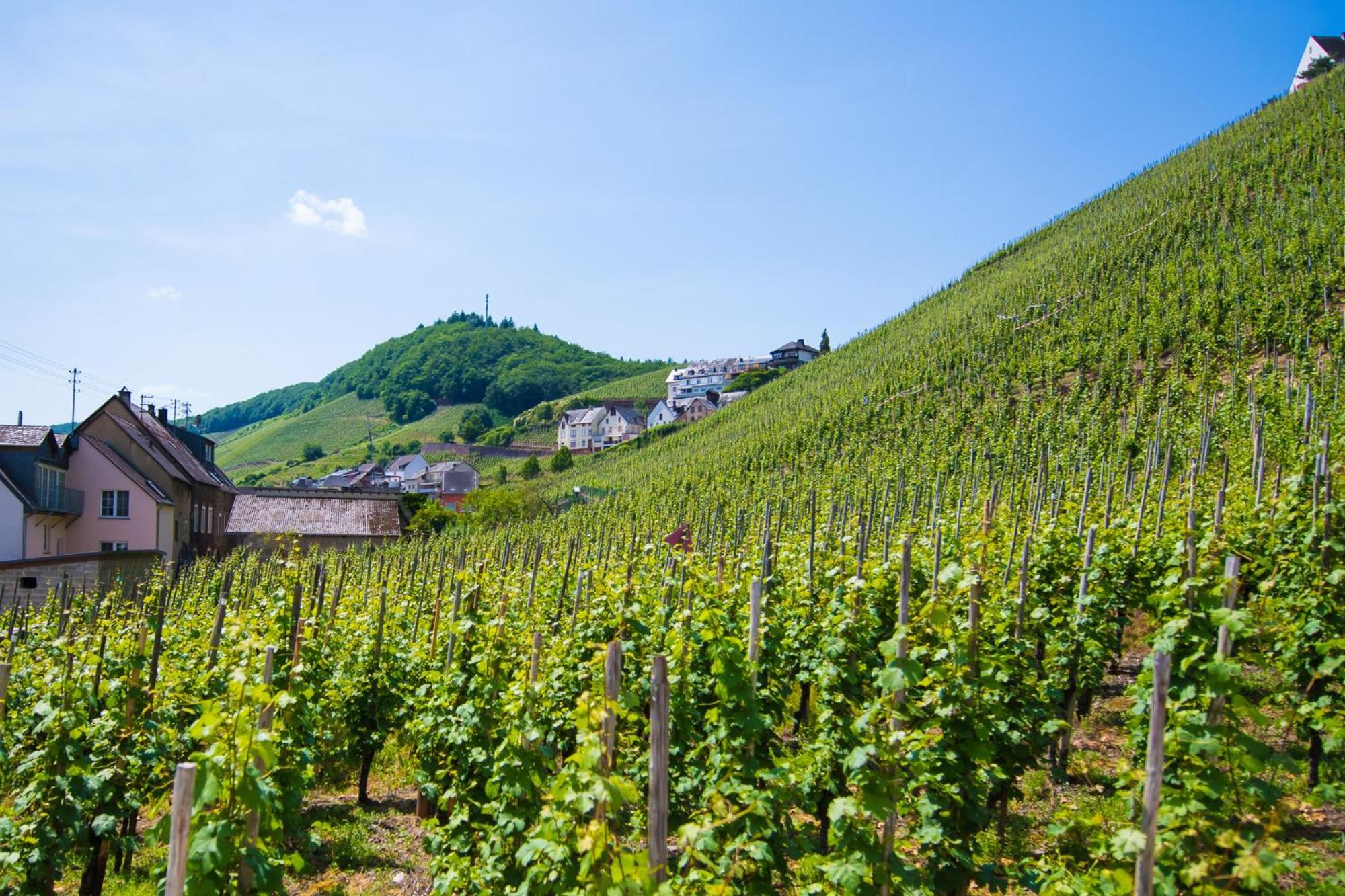 Gaestehaus C.H.Berres Uerzig-Mosel Phòng bức ảnh